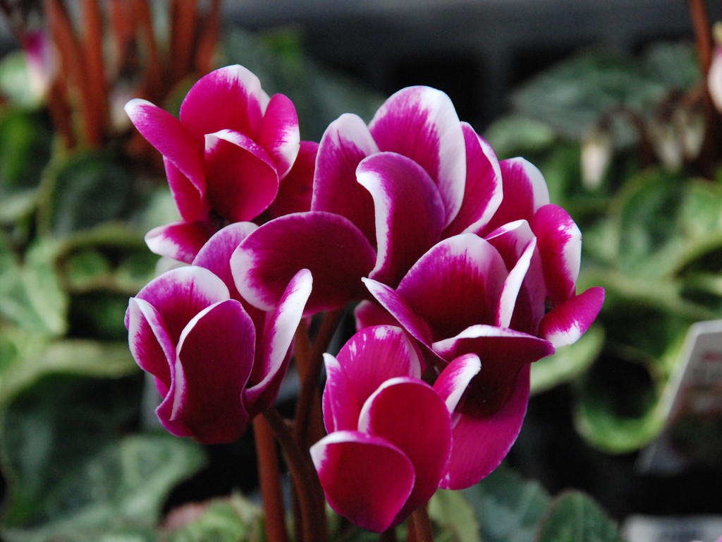 ʌssE~jVN - ԁi11Bej - ʐ^f - ݃{