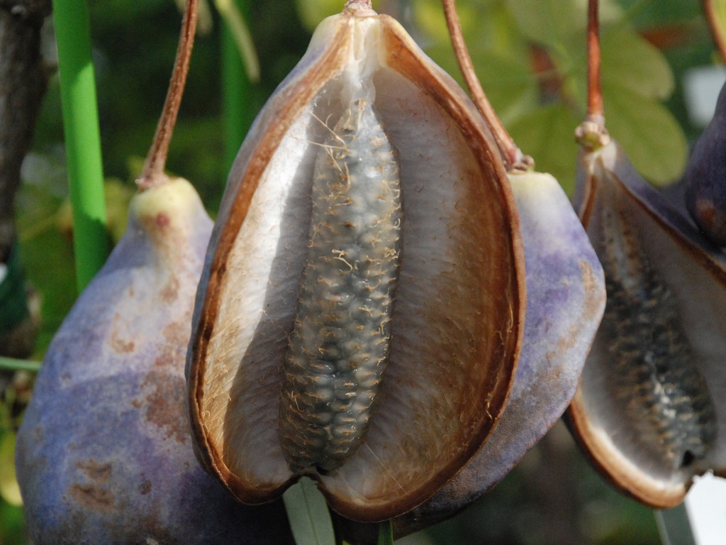 ʌssEAPr - ԁi11Bej - ʐ^f - ݃{