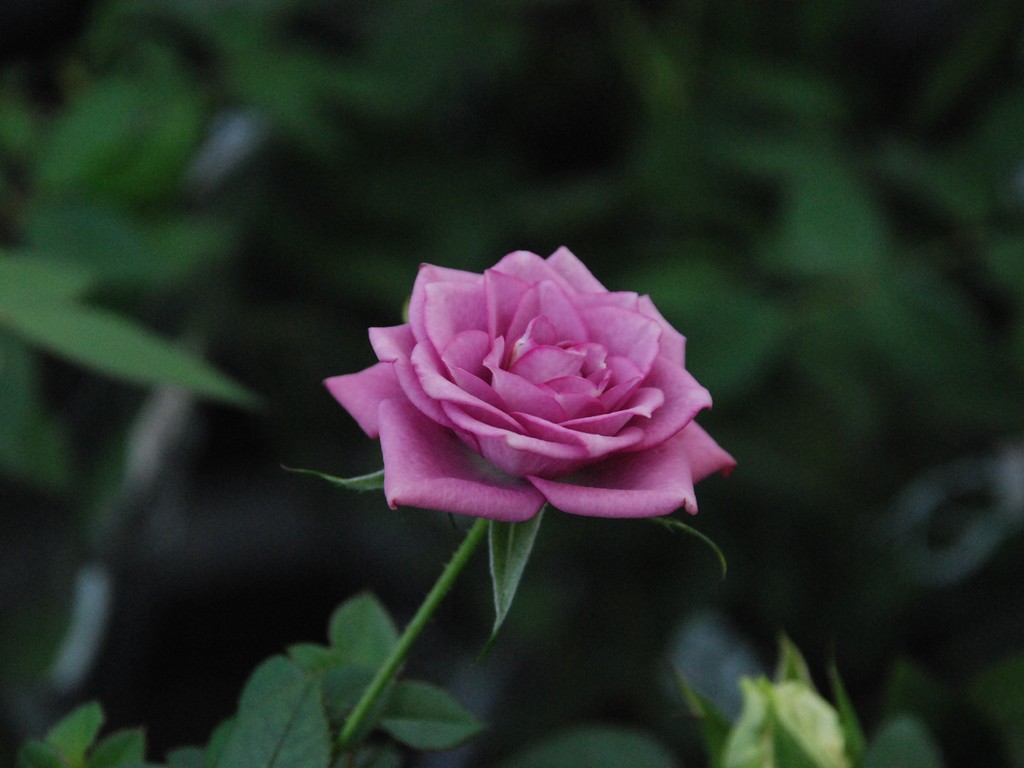 ʌssE~jo - ԁi12Bej - ʐ^f - ݃{