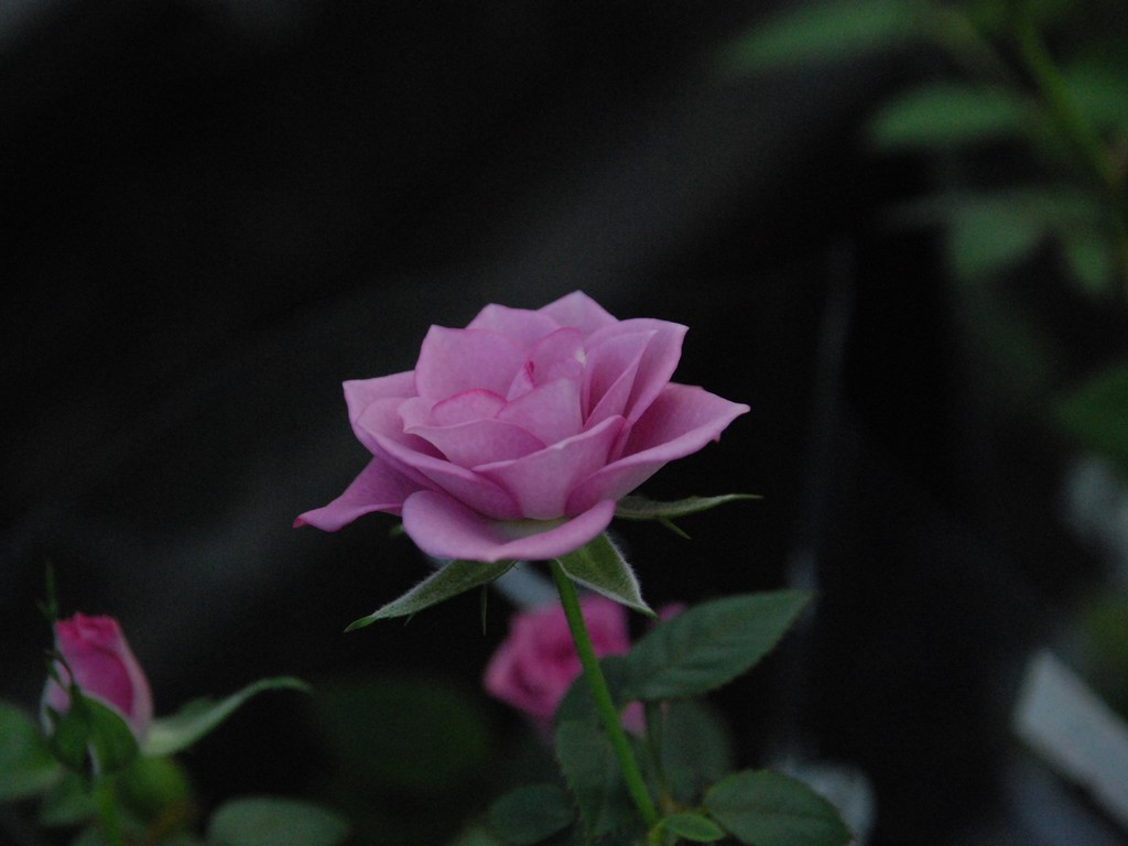 ʌssE~jo - ԁi12Bej - ʐ^f - ݃{