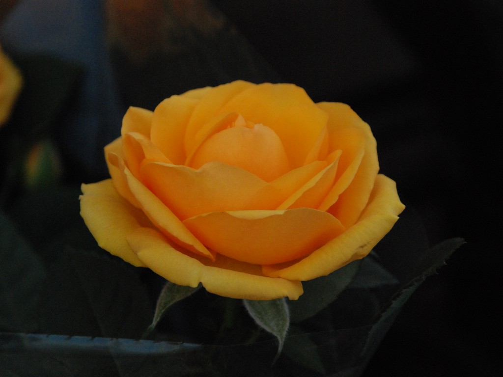 ʌssE~jo - ԁi12Bej - ʐ^f - ݃{