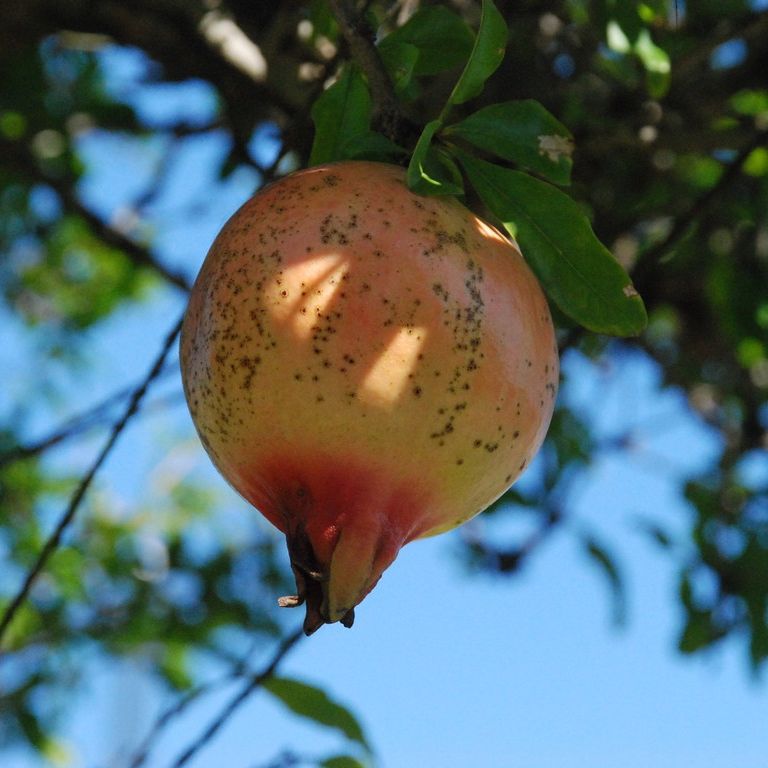 ʌssEUN - ԁi9Bej - ʐ^f - ݃{