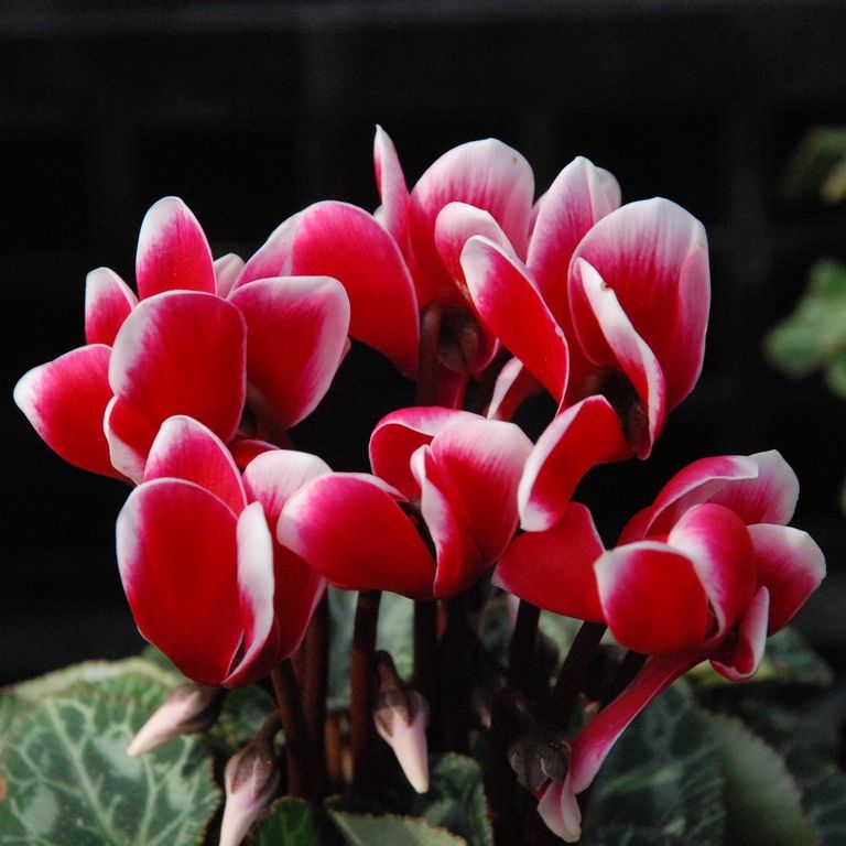 ʌssE~jVN - ԁi11Bej - ʐ^f - ݃{