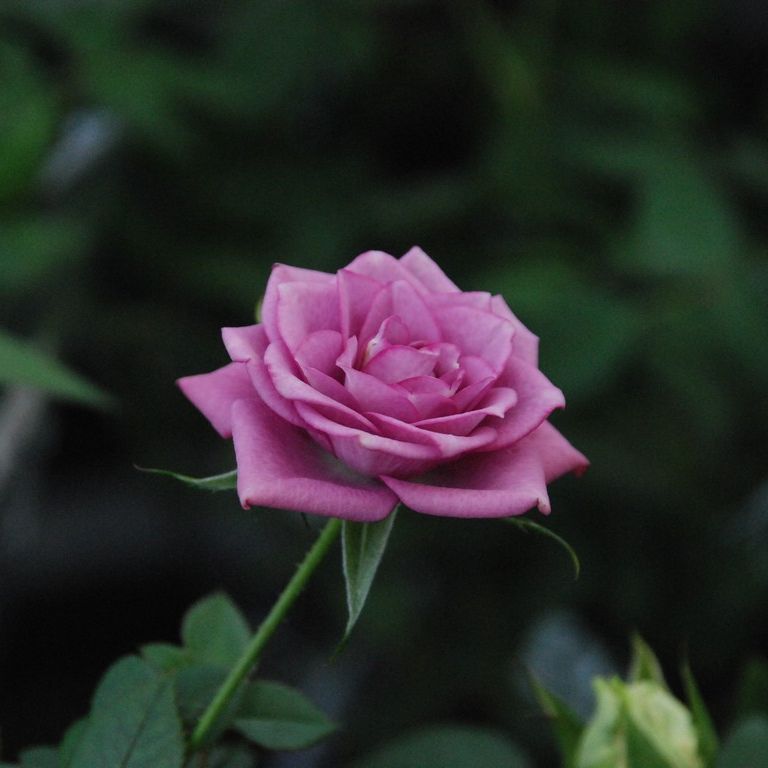 ʌssE~jo - ԁi12Bej - ʐ^f - ݃{