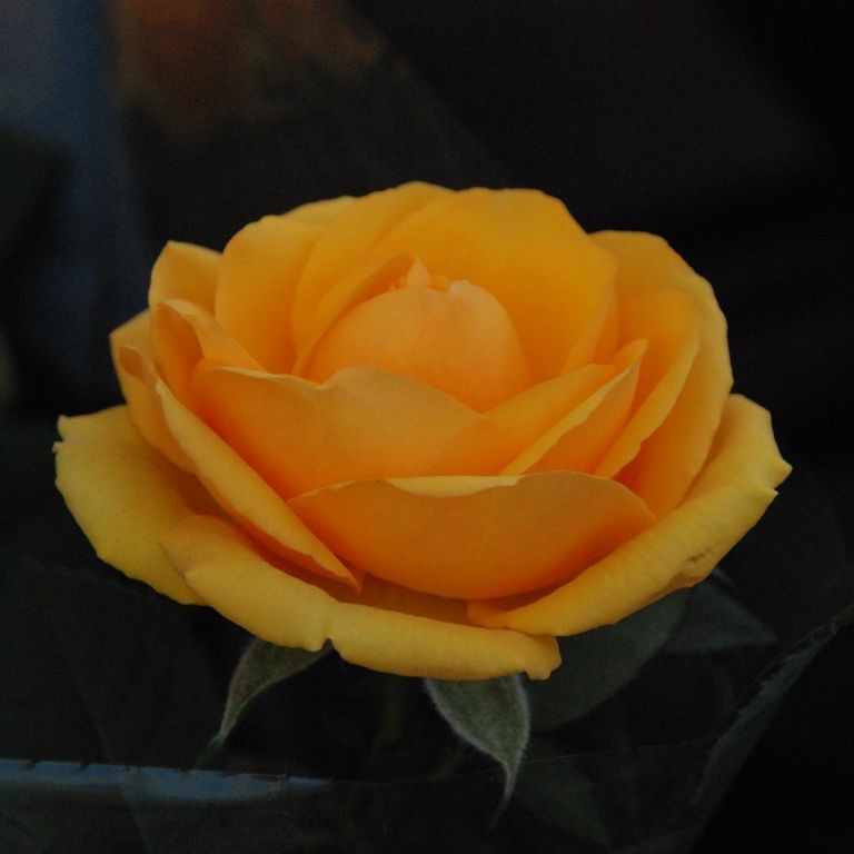 ʌssE~jo - ԁi12Bej - ʐ^f - ݃{