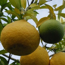 甘夏みかん