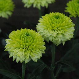 ポンポン菊