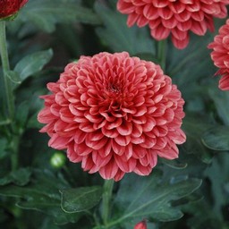 ポンポン菊