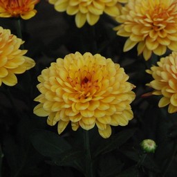 ポンポン菊