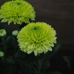 ポンポン菊