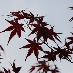 モミジ