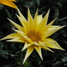 KUjA