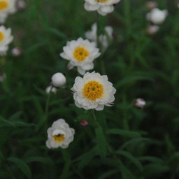 花カンザシ