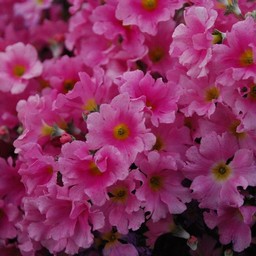 富士桜メラコ