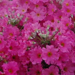 富士桜メラコ