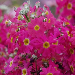 富士桜メラコ