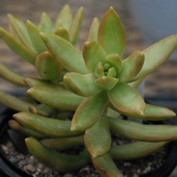 多肉植物