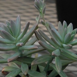 多肉植物