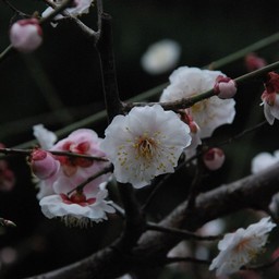 梅
