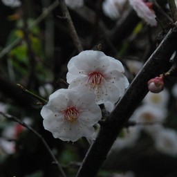 梅