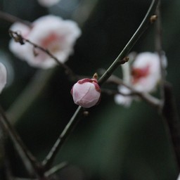 梅