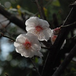 梅