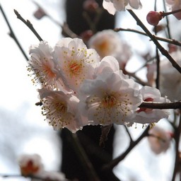 梅