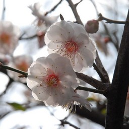 梅