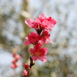 桃