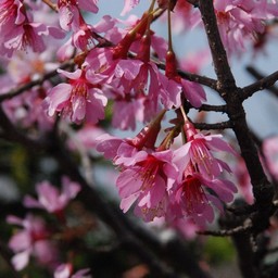 おかめ桜