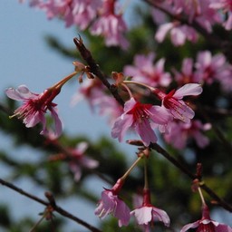おかめ桜