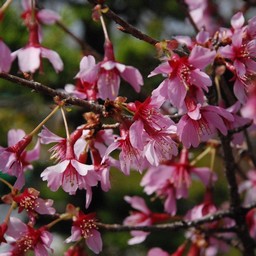 おかめ桜
