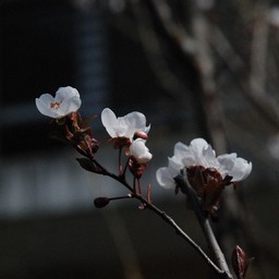桃
