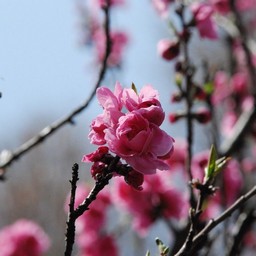 桃