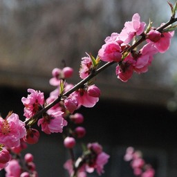 桃