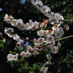 梅