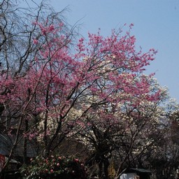 桜