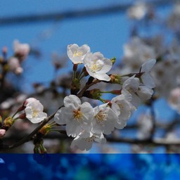 桜
