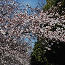 桜