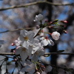 桜