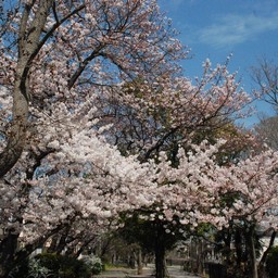 桜