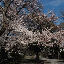 桜
