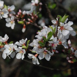 白い花