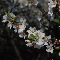 白い花