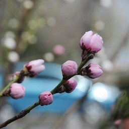 桃