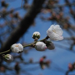 桃