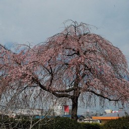 桜
