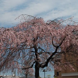 桜