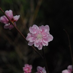花桃