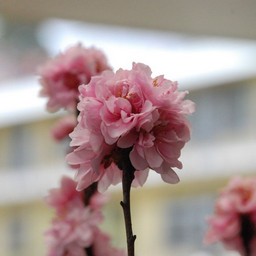 桃